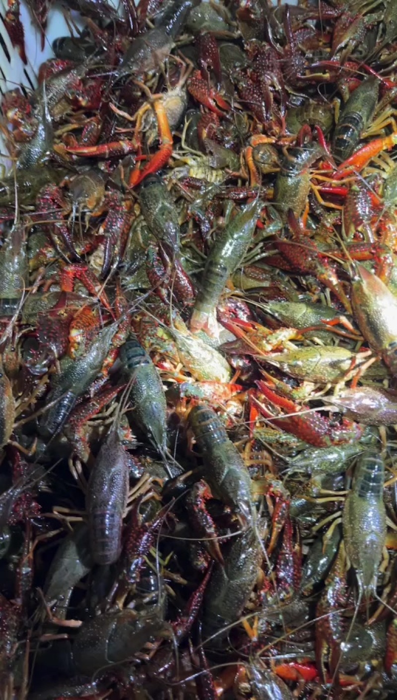 龙虾新鲜食材正品保证现货秒发欢迎联系