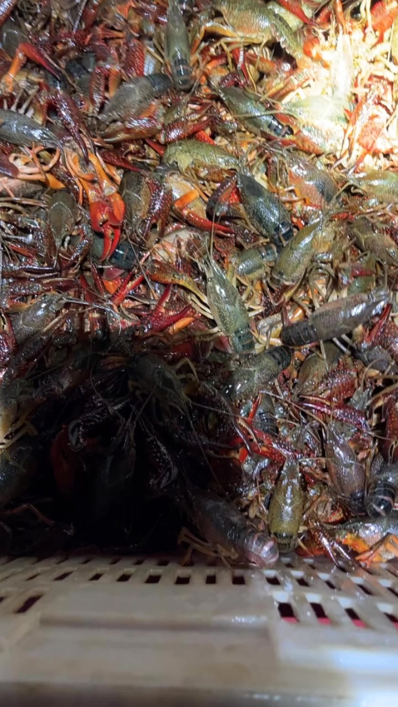 龙虾新鲜食材正品保证现货秒发欢迎联系