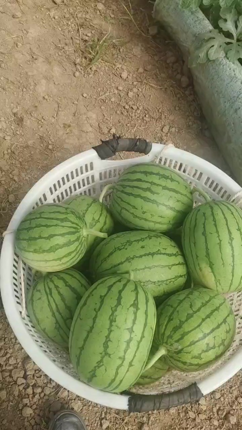 口口脆，嘉秀，糖度13+，小薄皮，大红瓤