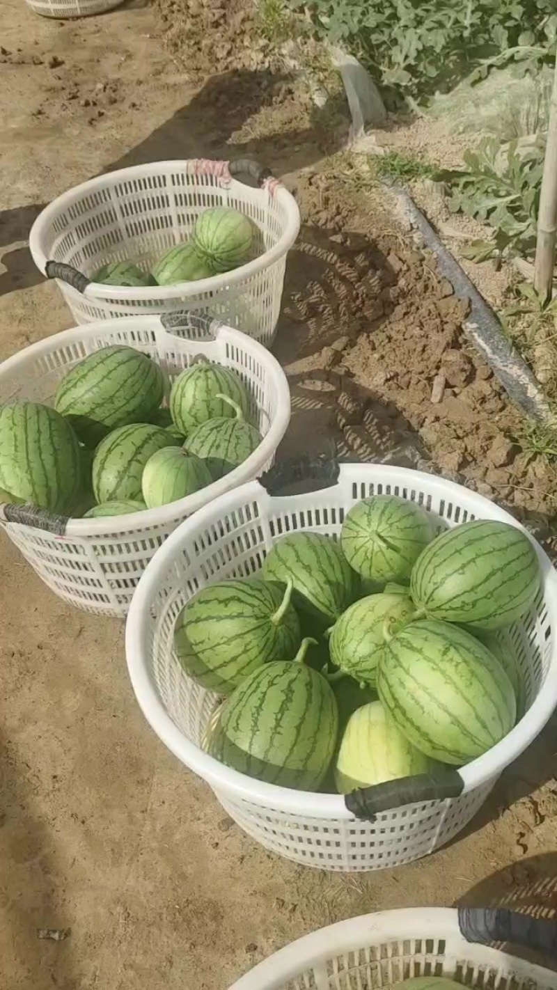 口口脆，嘉秀，糖度13+，小薄皮，大红瓤