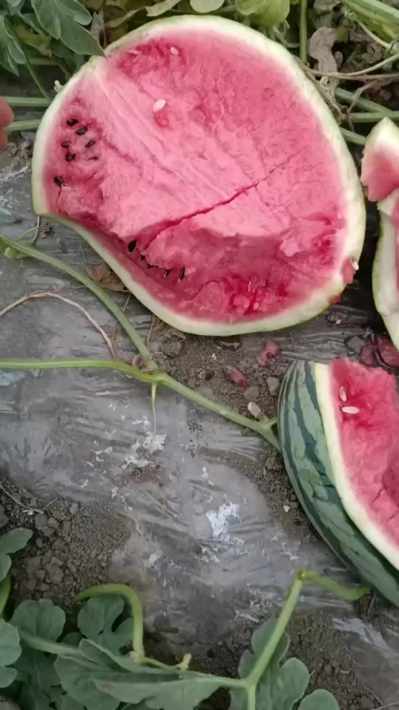 有籽美都