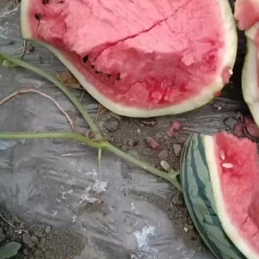 有籽美都