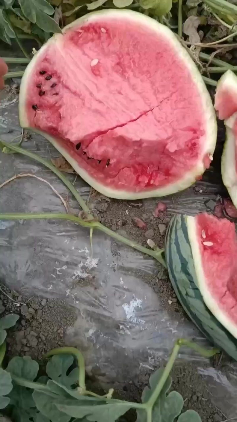 有籽美都