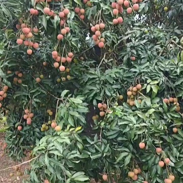廉江市白糖罂已上市，一天万把斤没问题。