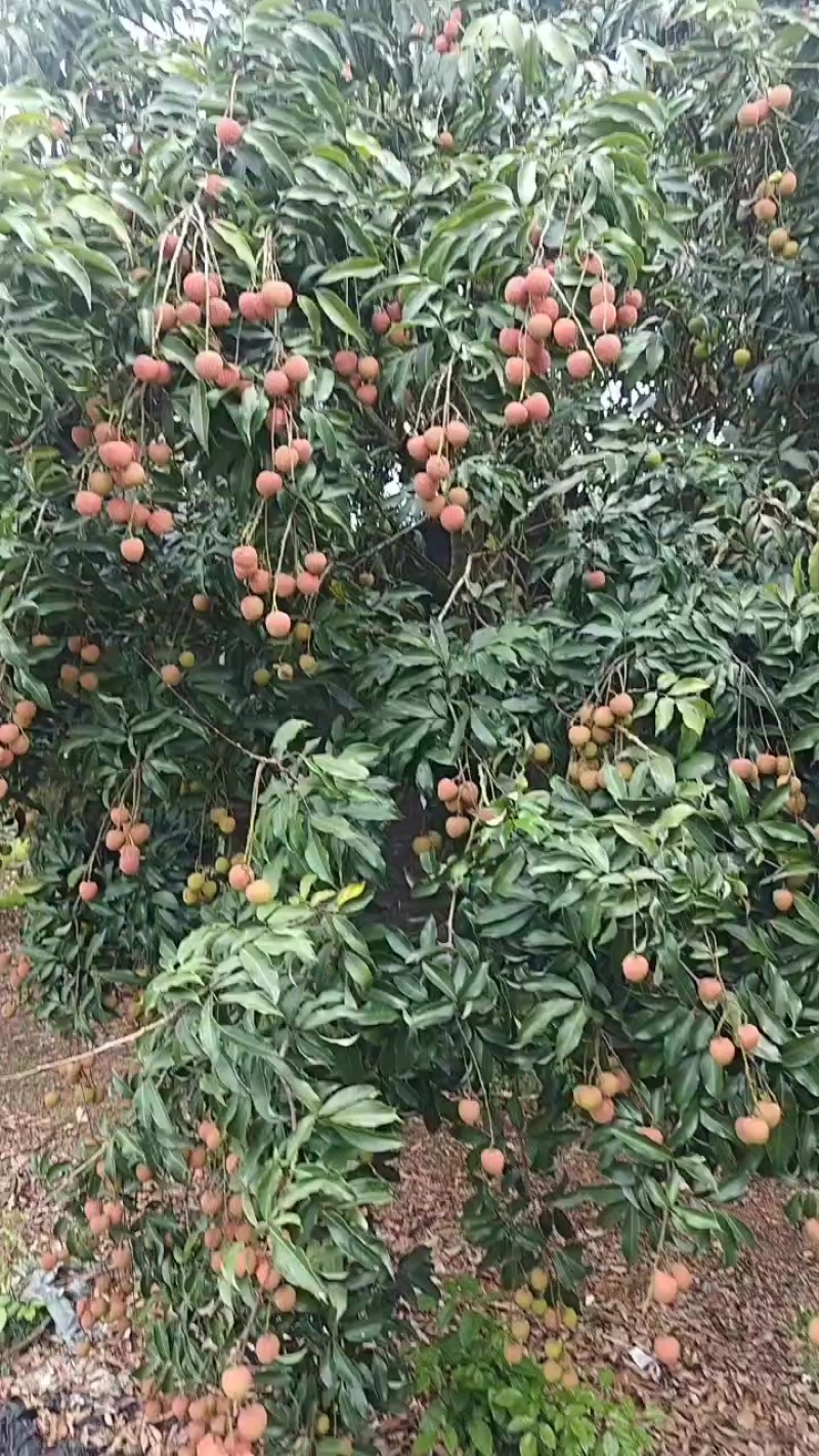 廉江市白糖罂已上市，一天万把斤没问题。
