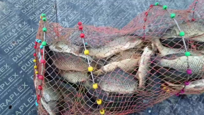 淡水鲤鱼