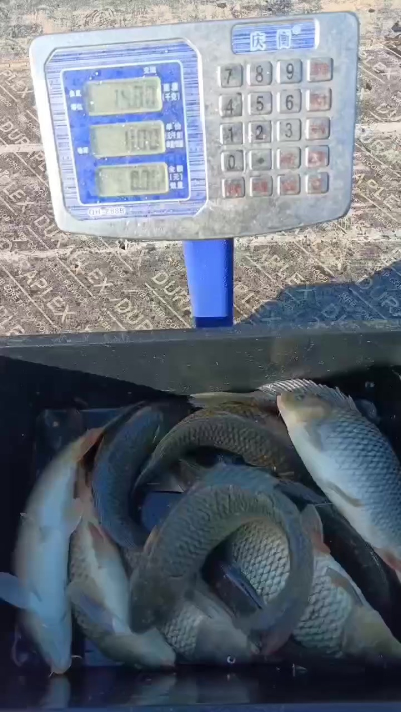 淡水鲤鱼