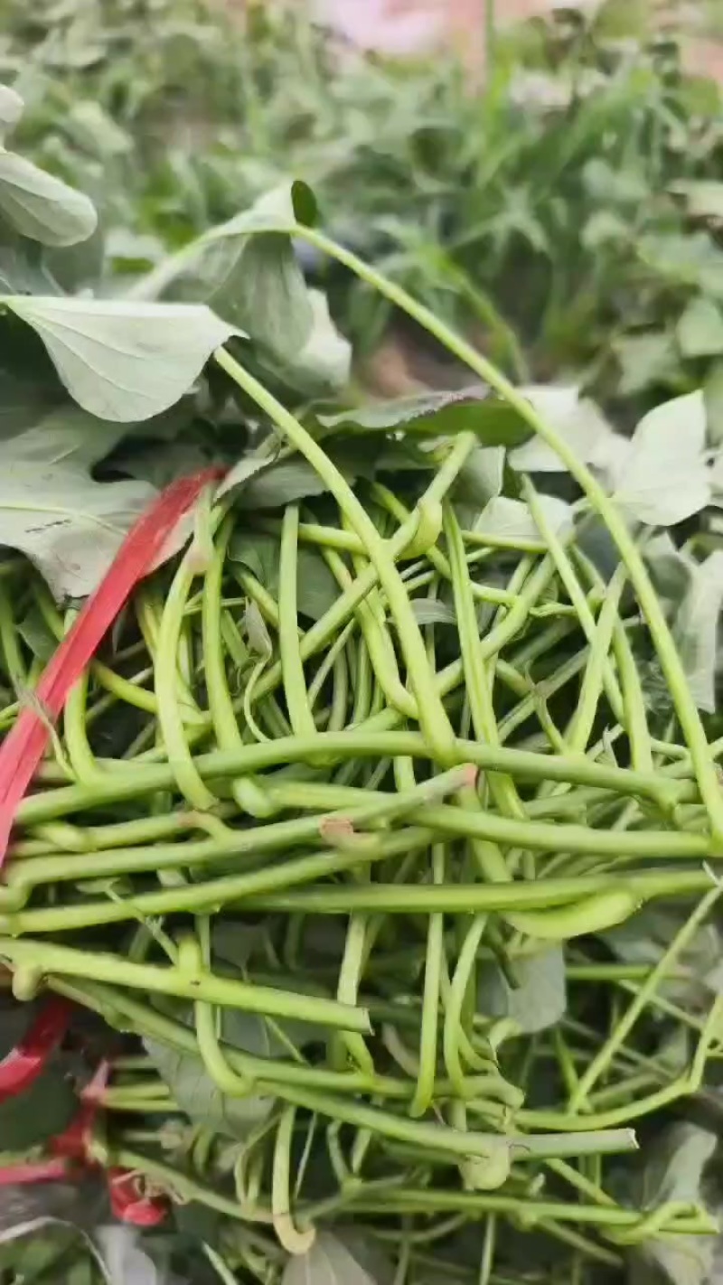 烟薯大田剪苗