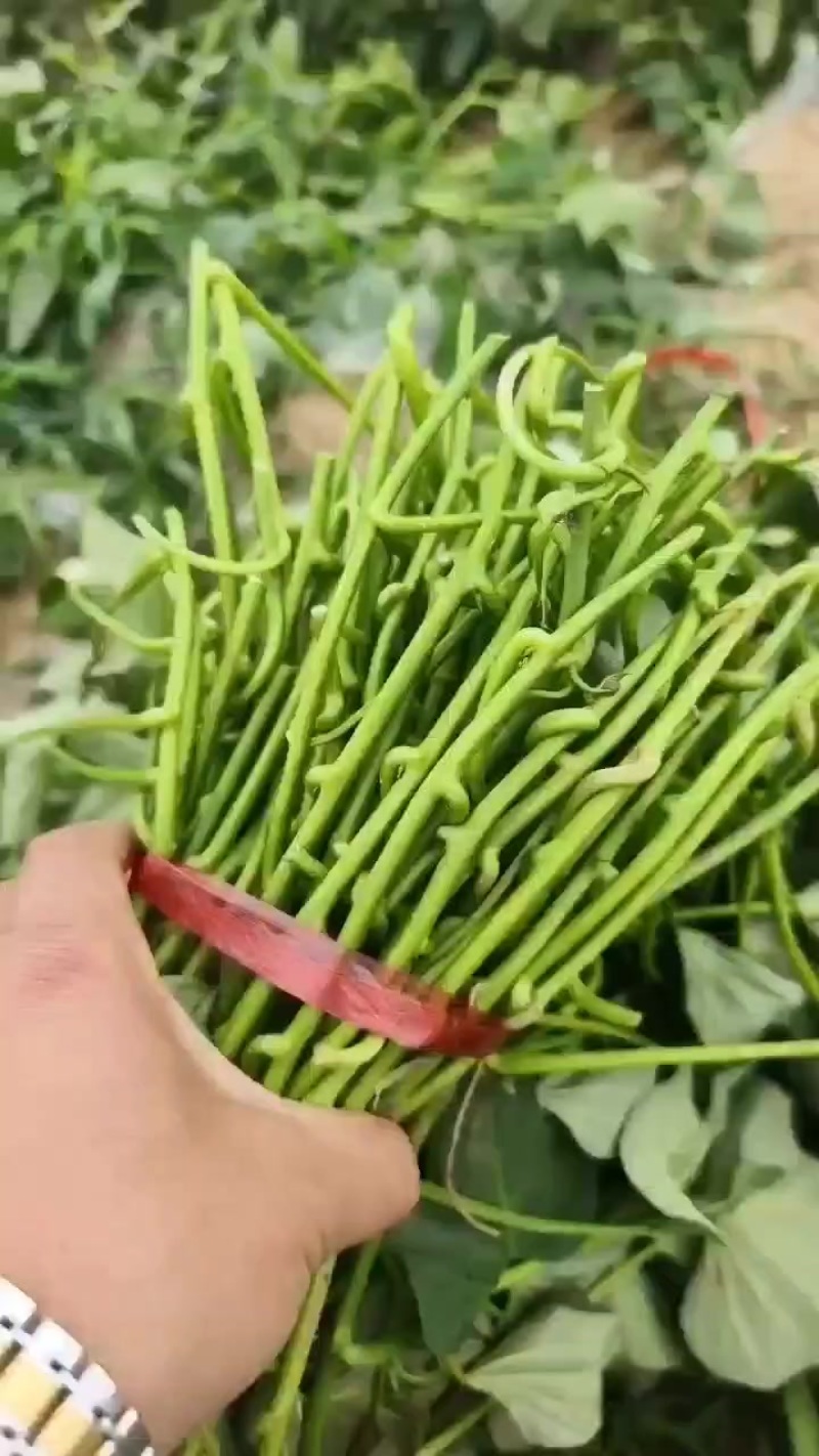 烟薯大田剪苗