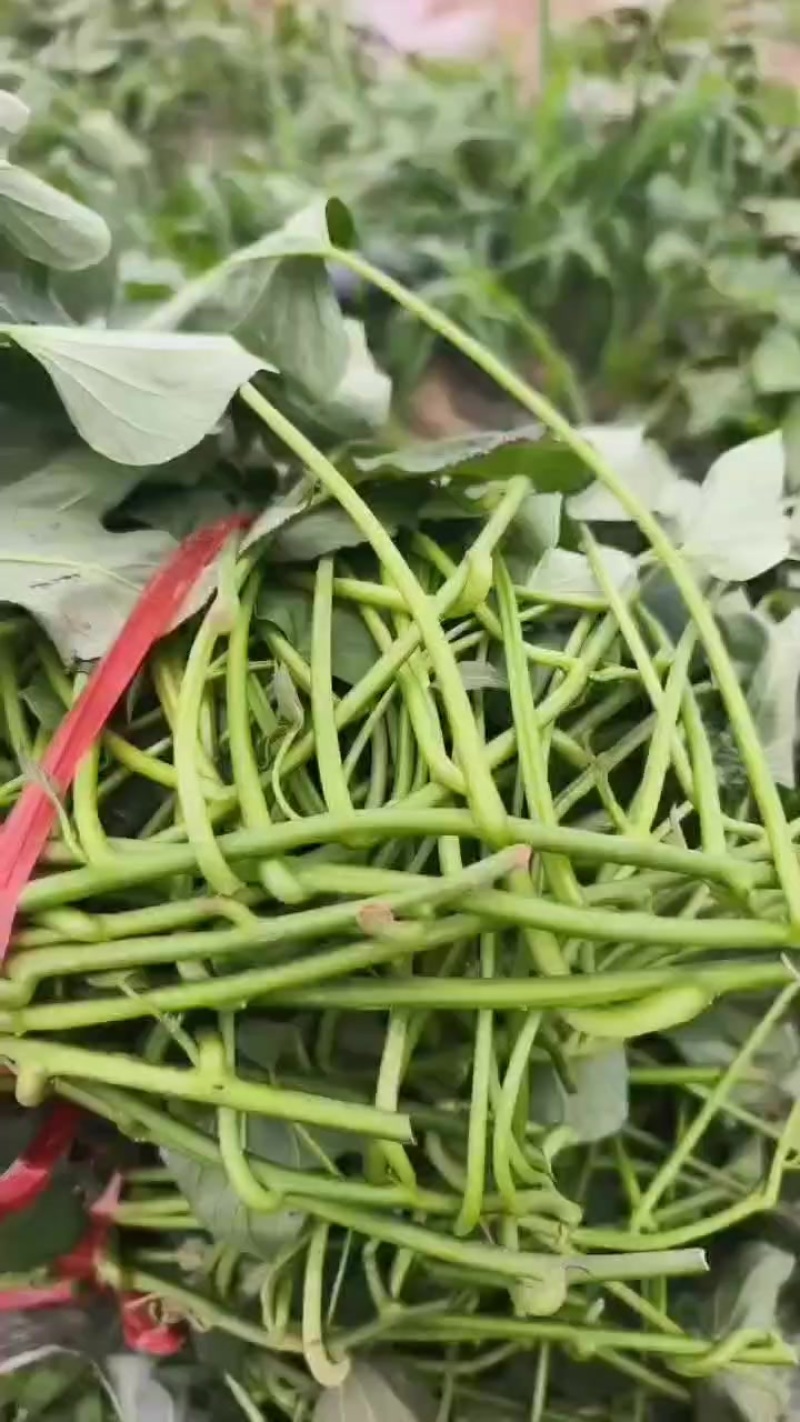 烟薯大田剪苗