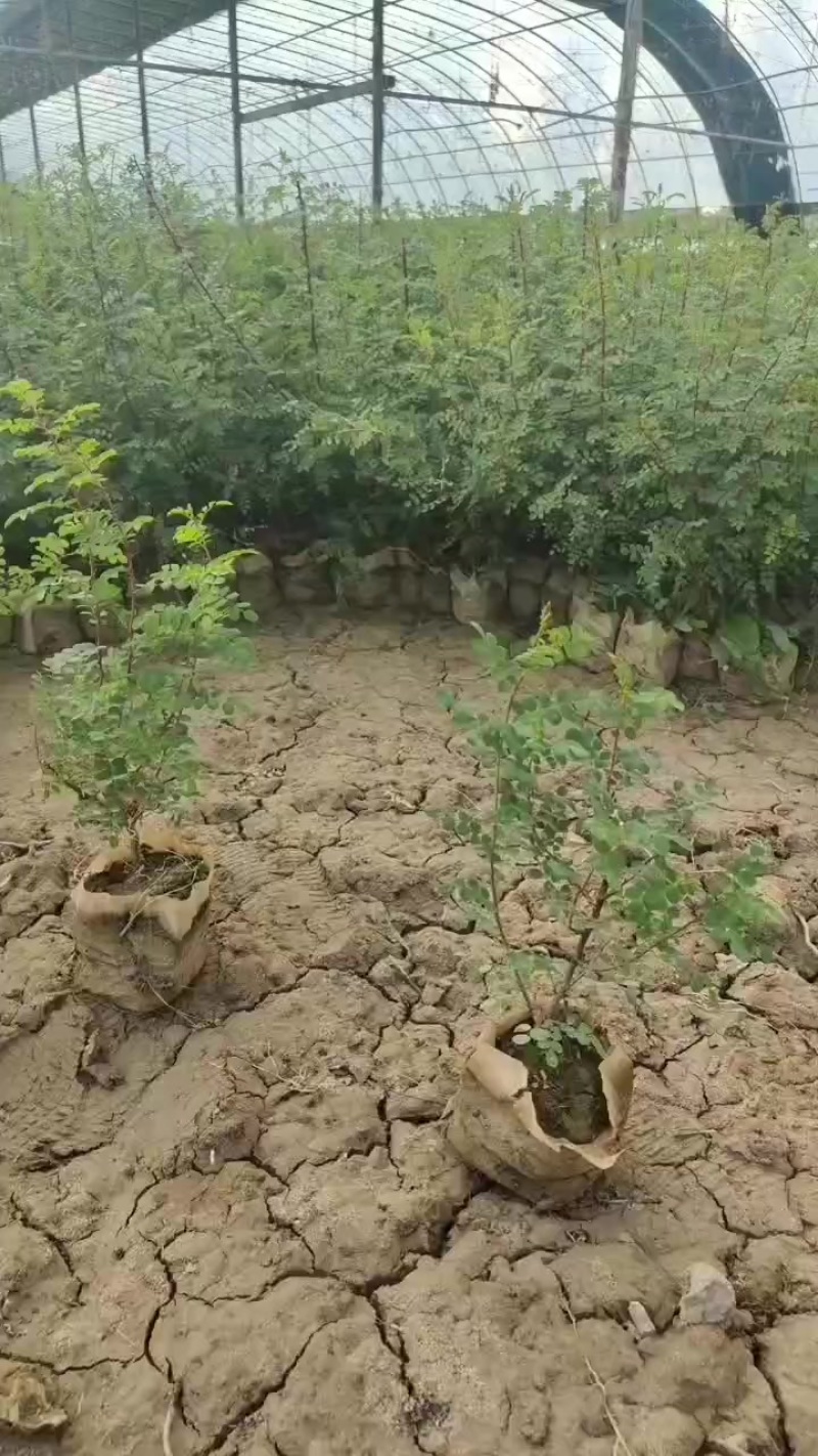 大量出售黄刺玫