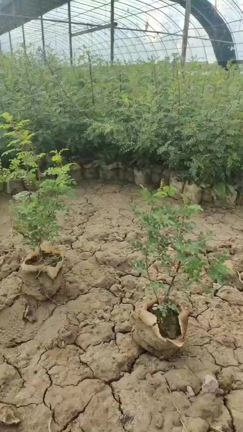 大量出售黄刺玫