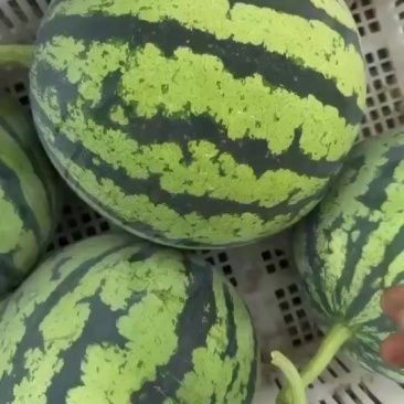 美都大量上市