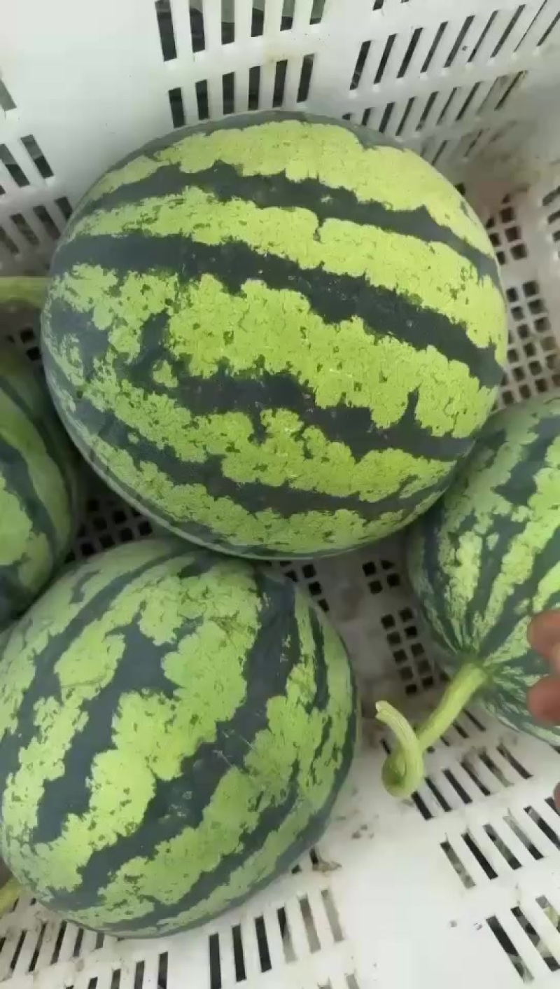 美都大量上市