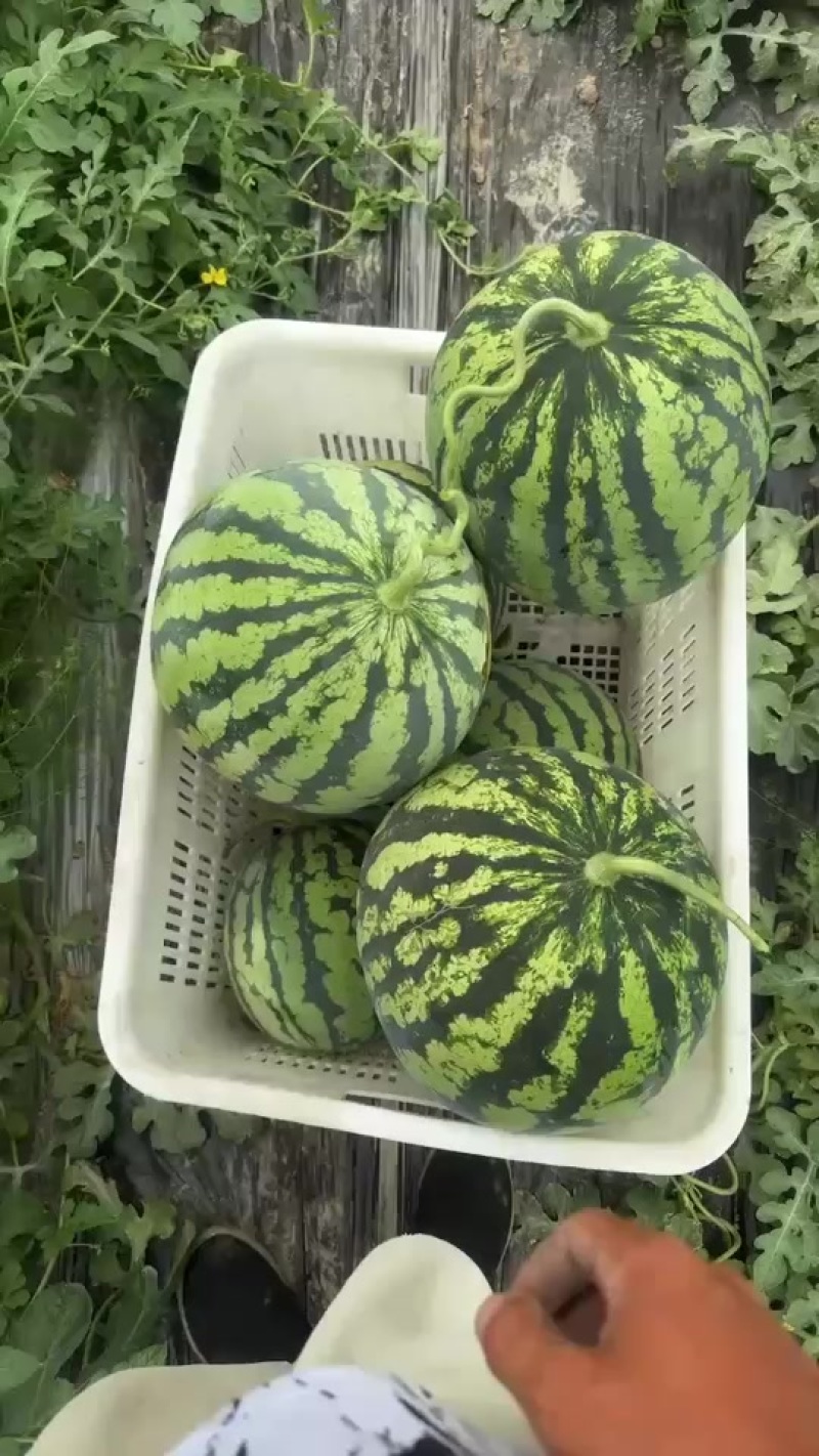 美都大量上市