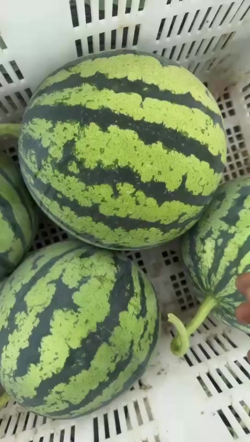 美都大量上市