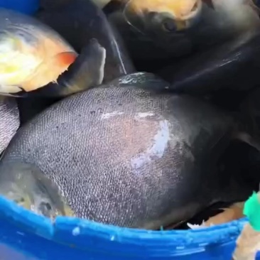 水产红鲳鱼