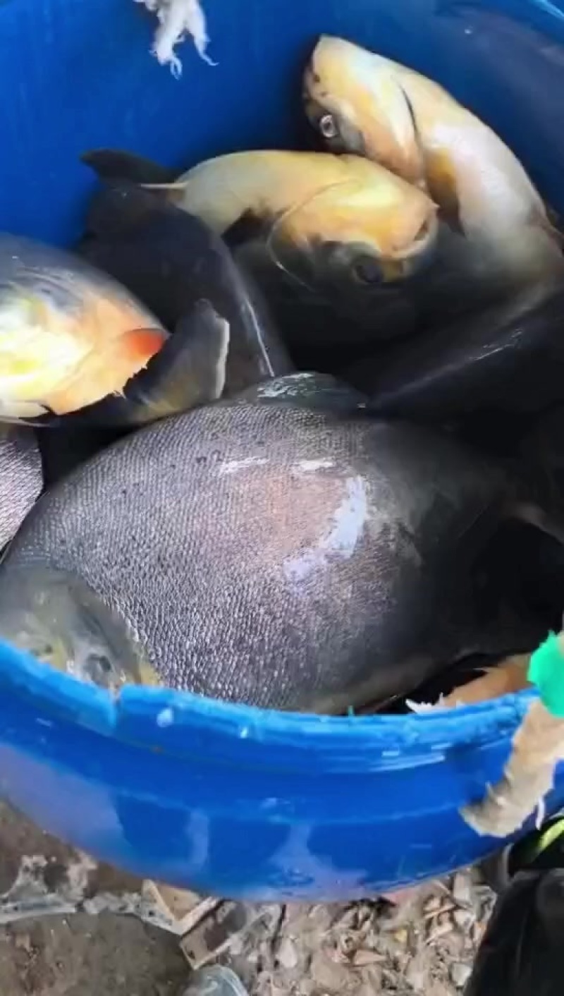 水产红鲳鱼