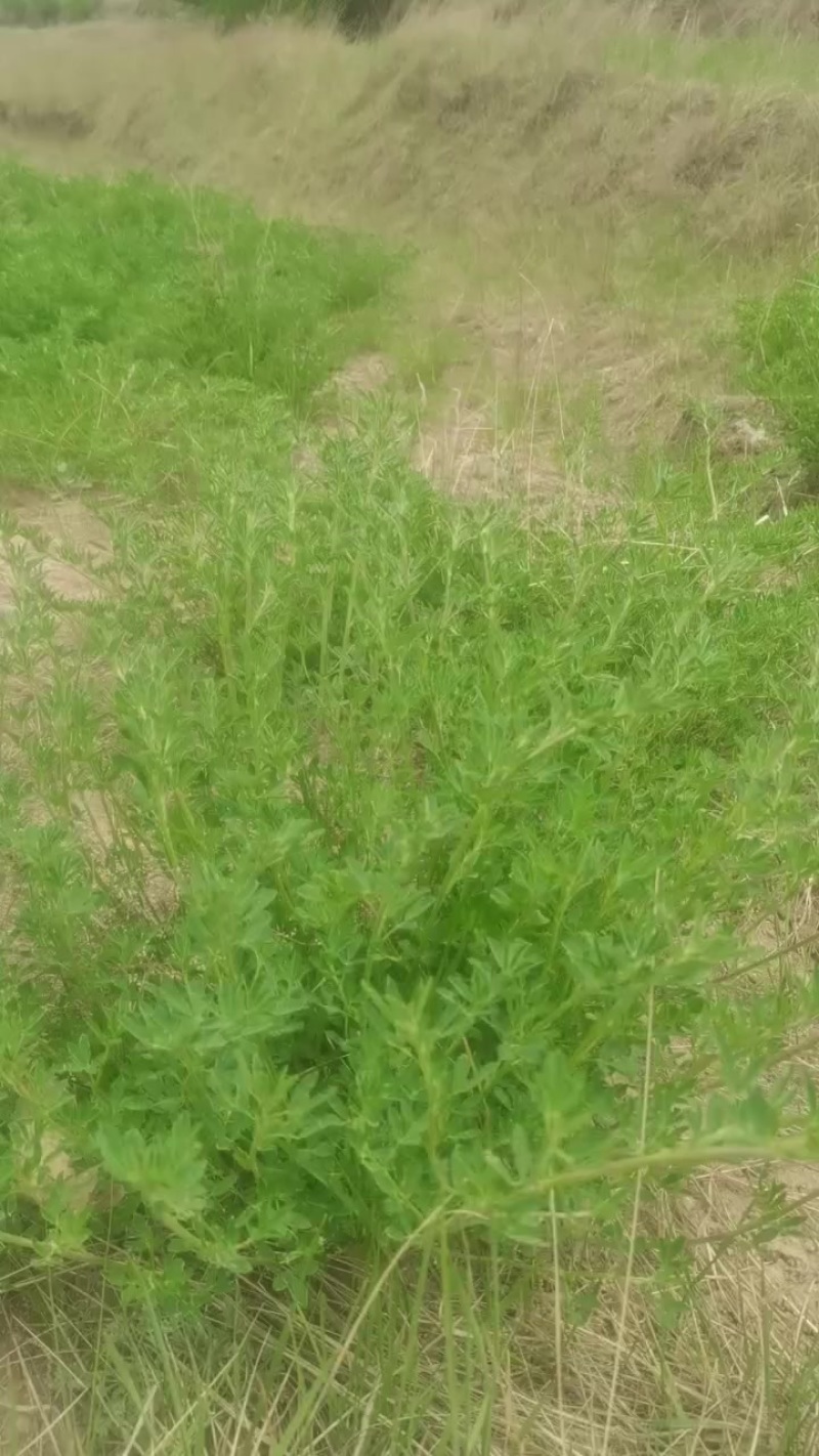 400亩紫花苜蓿草出售
