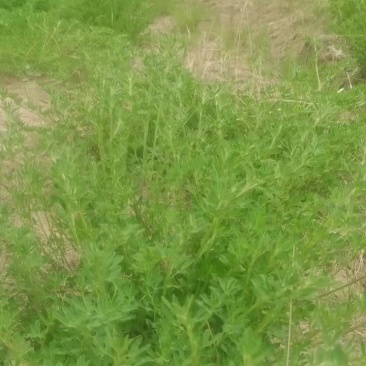 400亩紫花苜蓿草出售