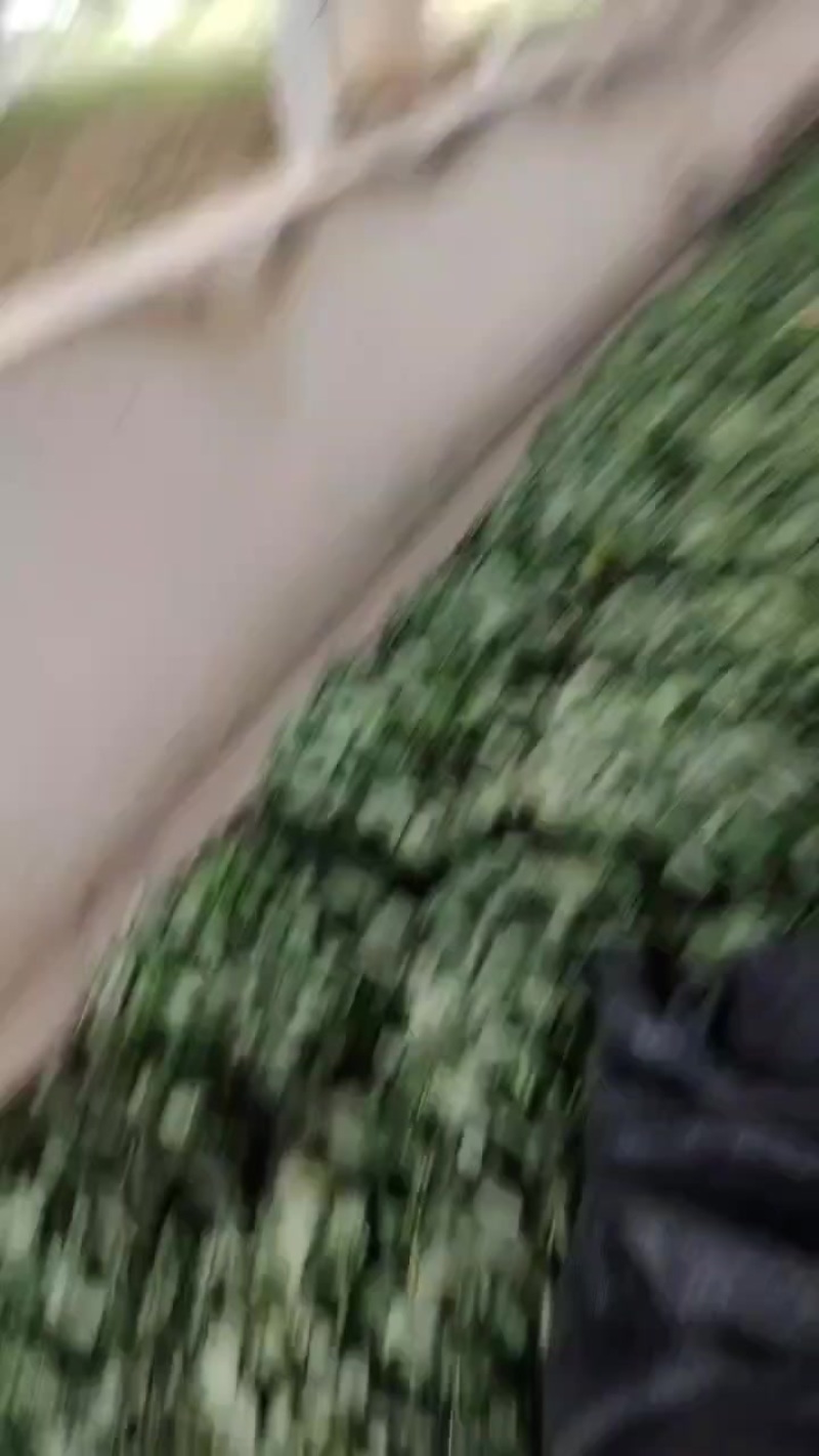 广东省汕头市红薯苗