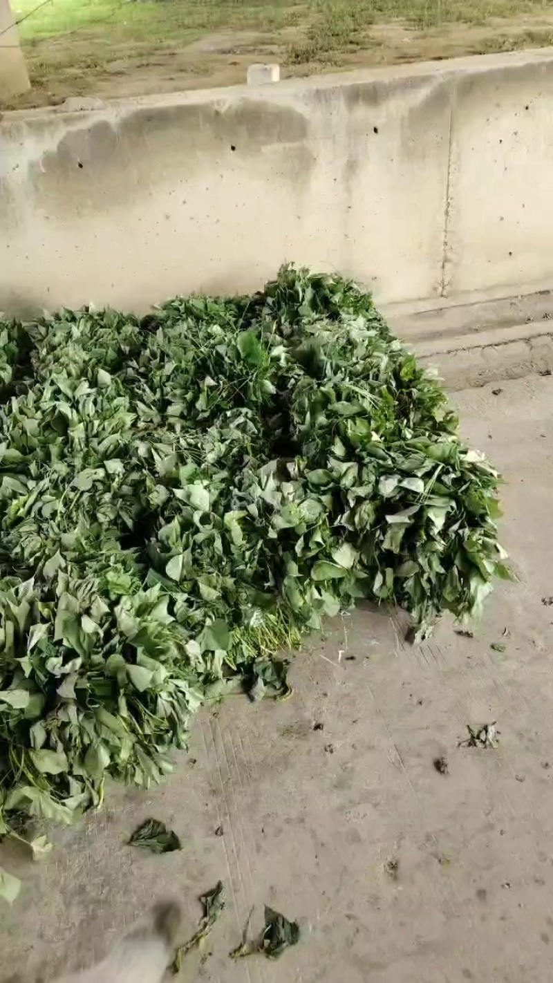 广东省汕头市红薯苗