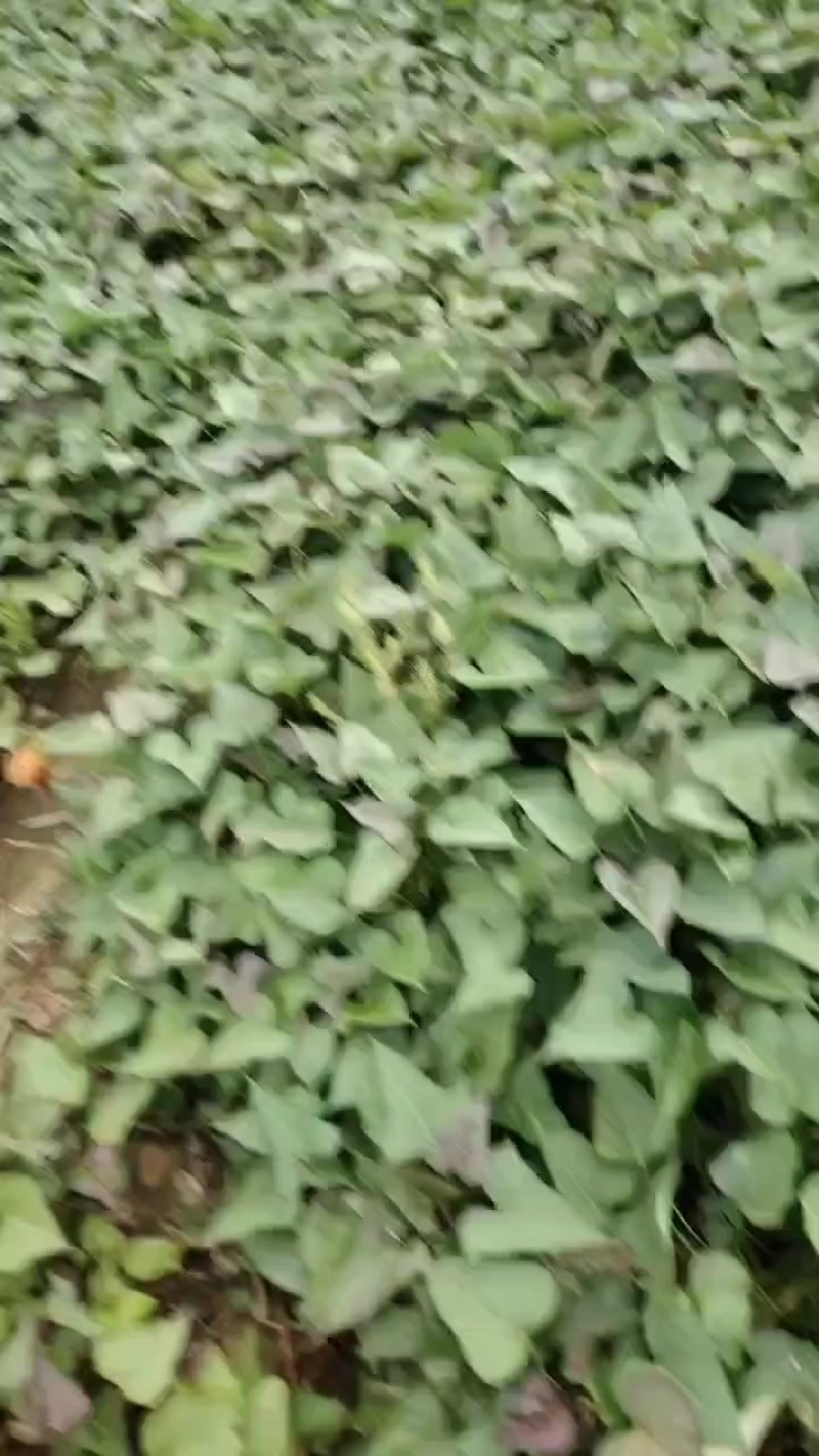 广东省汕头市红薯苗