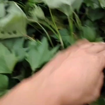 广东省汕头市红薯苗