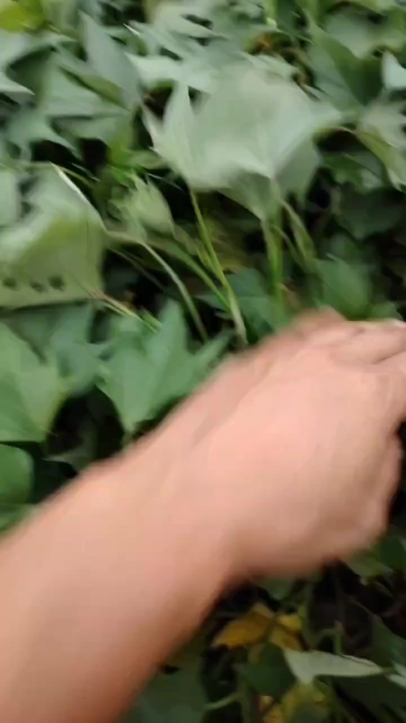 广东省汕头市红薯苗