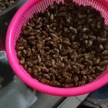 金蝉