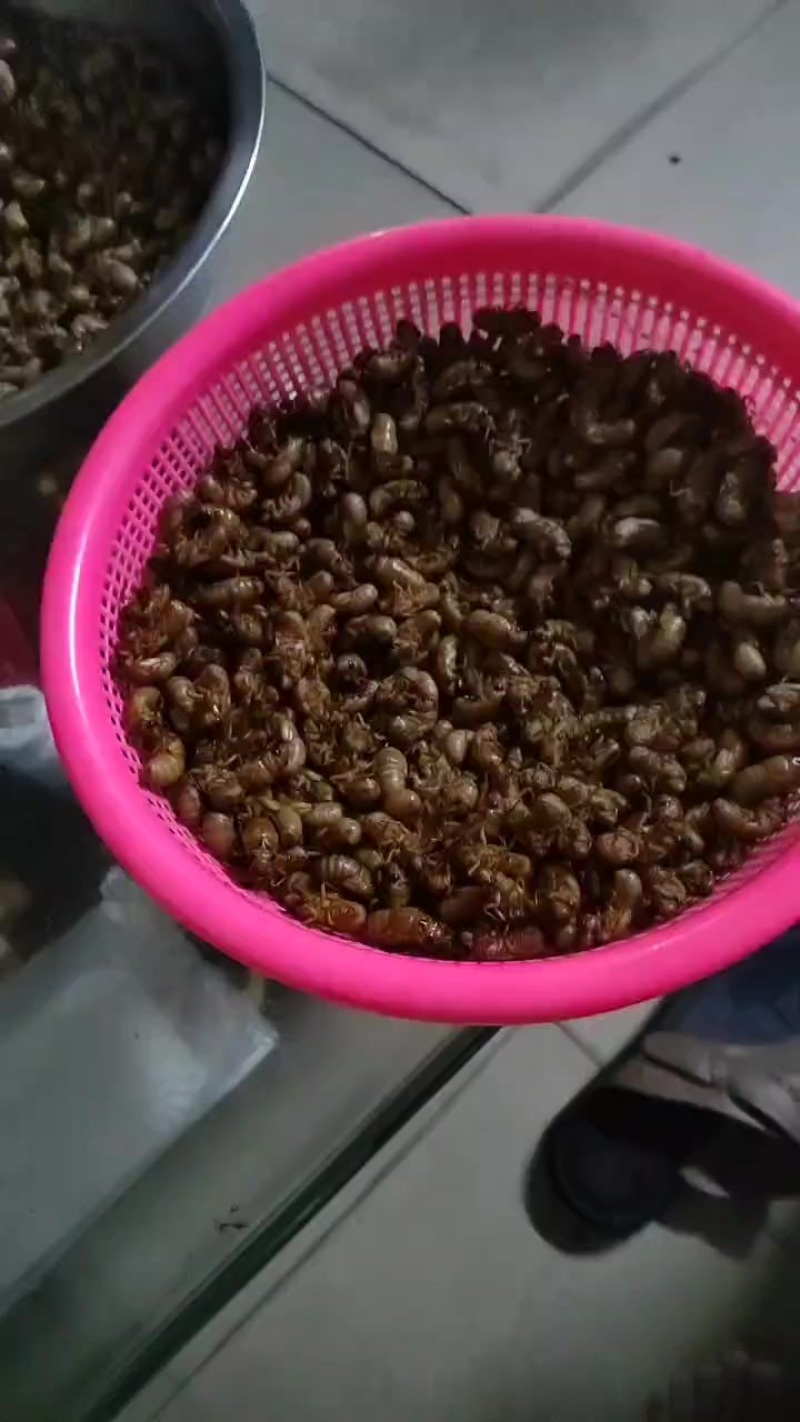 金蝉