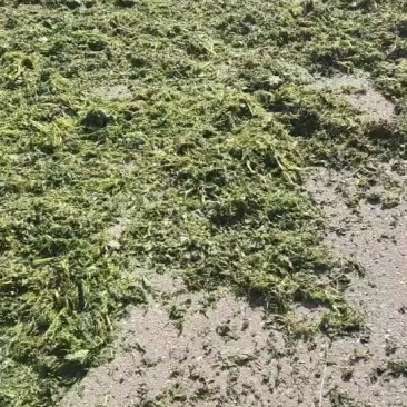 荨麻草，干货长期供货需要的老板请联系