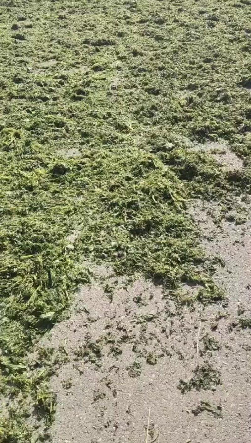 荨麻草，干货长期供货需要的老板请联系