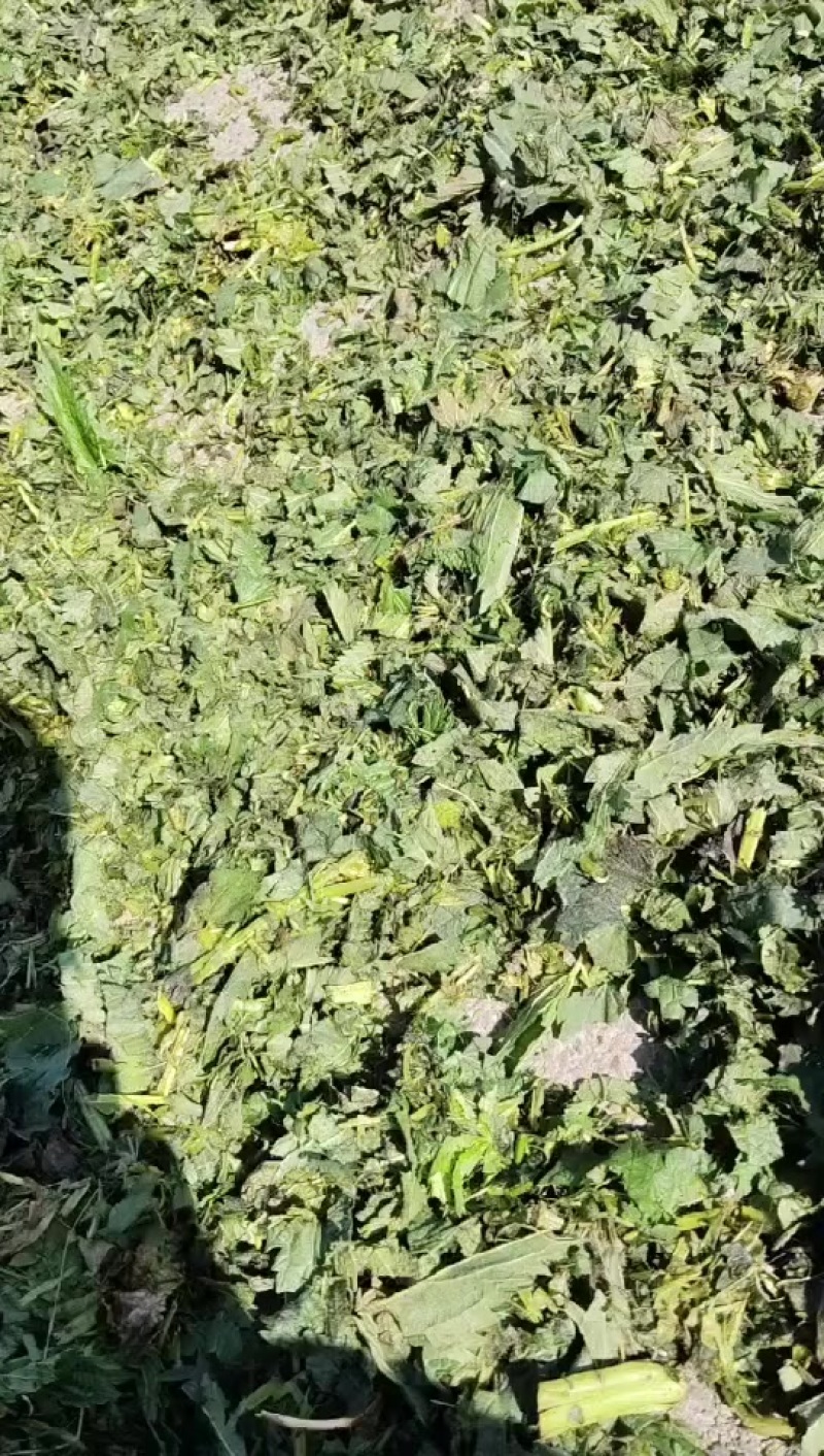 荨麻草，干货长期供货需要的老板请联系