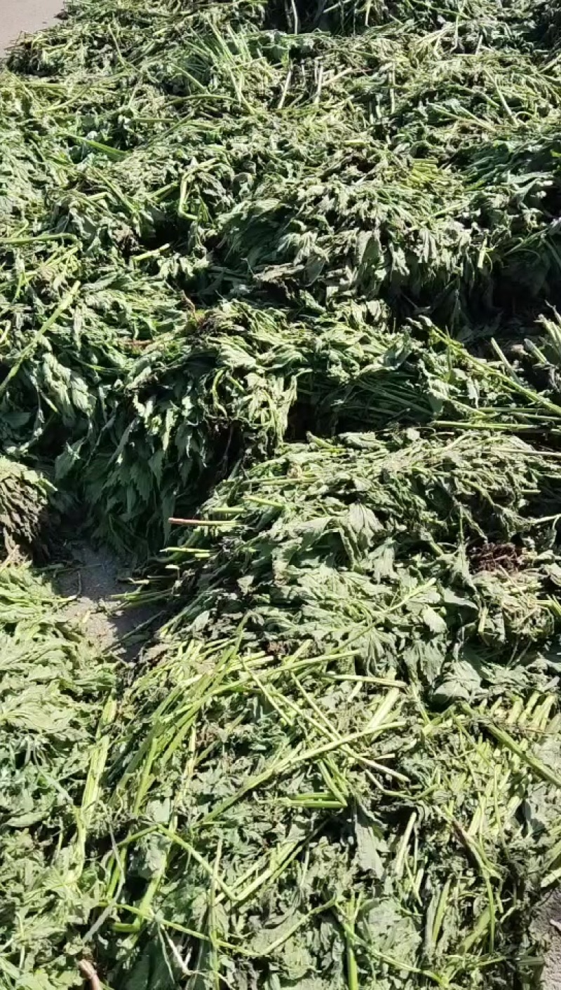荨麻草，干货长期供货需要的老板请联系