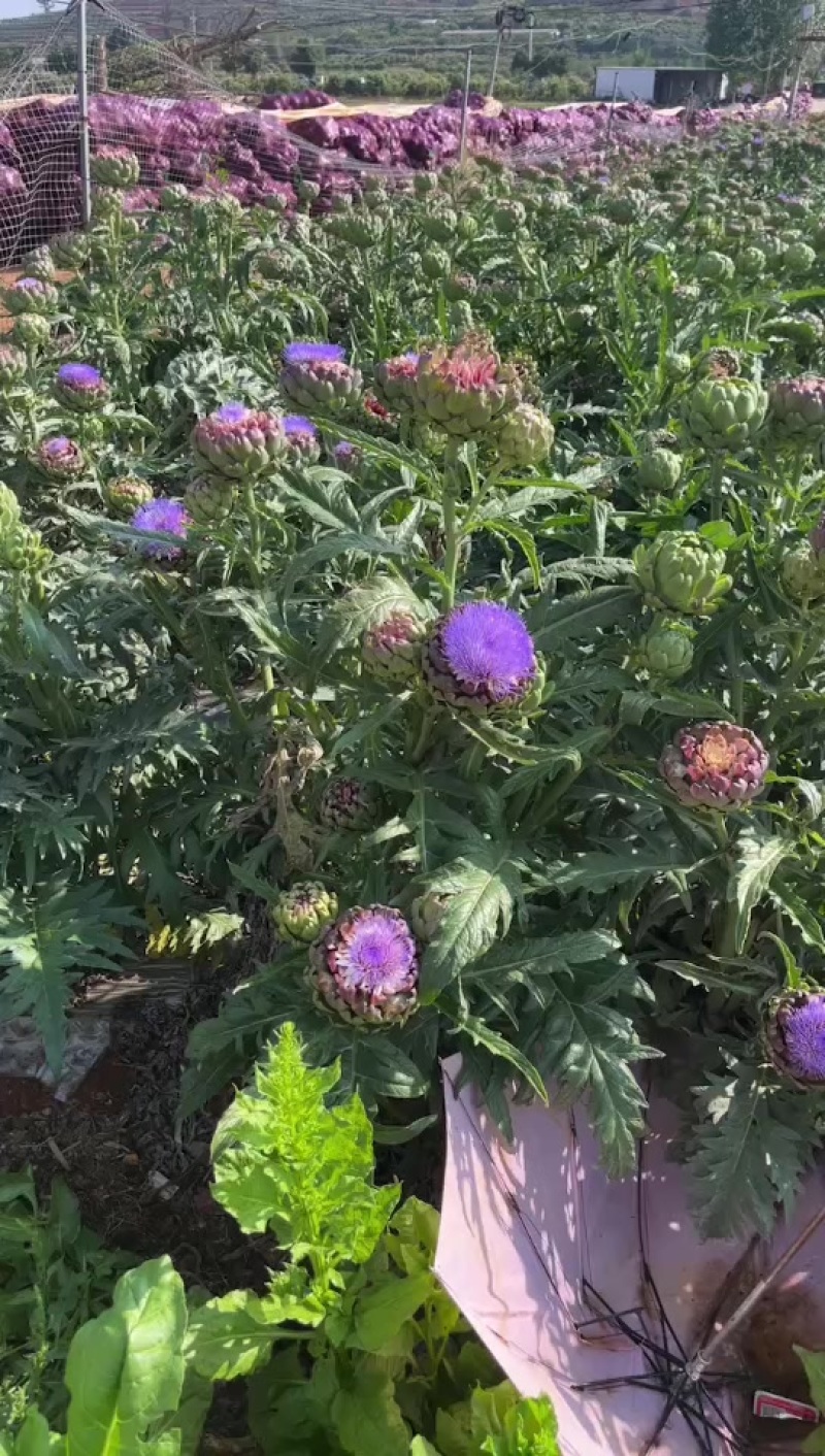 洋蓟花