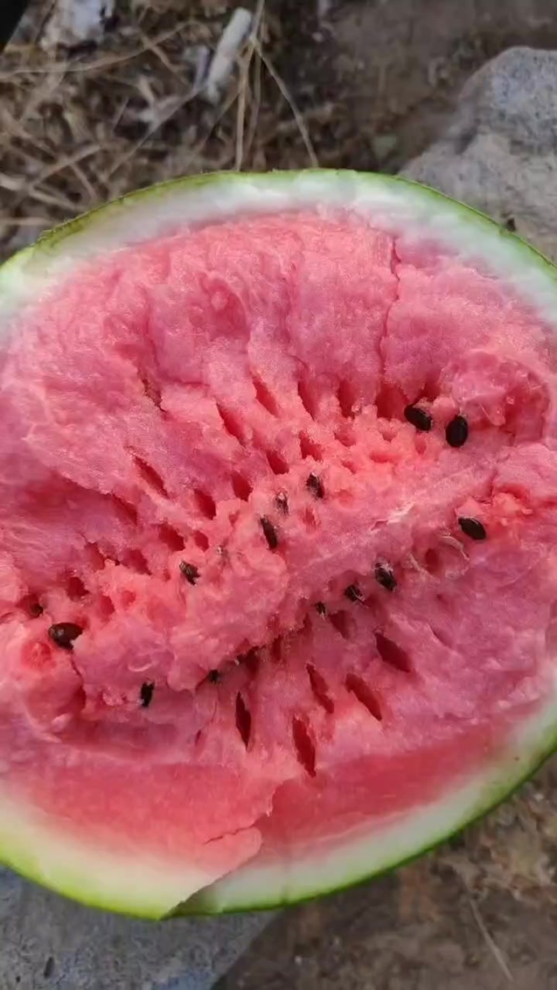 有籽8424麒麟西瓜大量接单