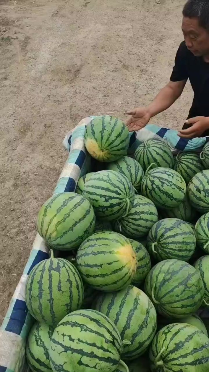 有籽8424麒麟西瓜大量接单