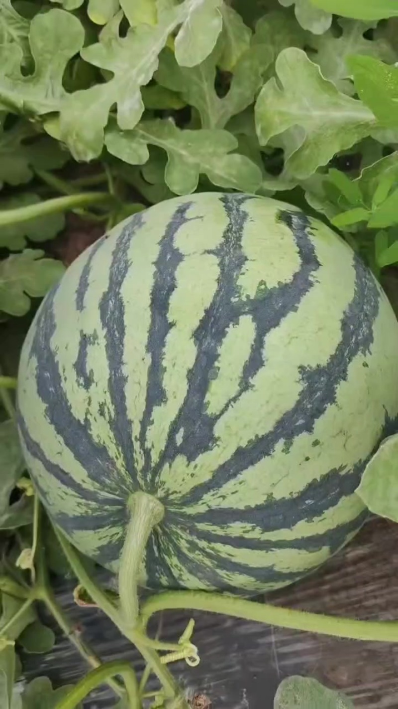 有籽8424麒麟西瓜大量接单