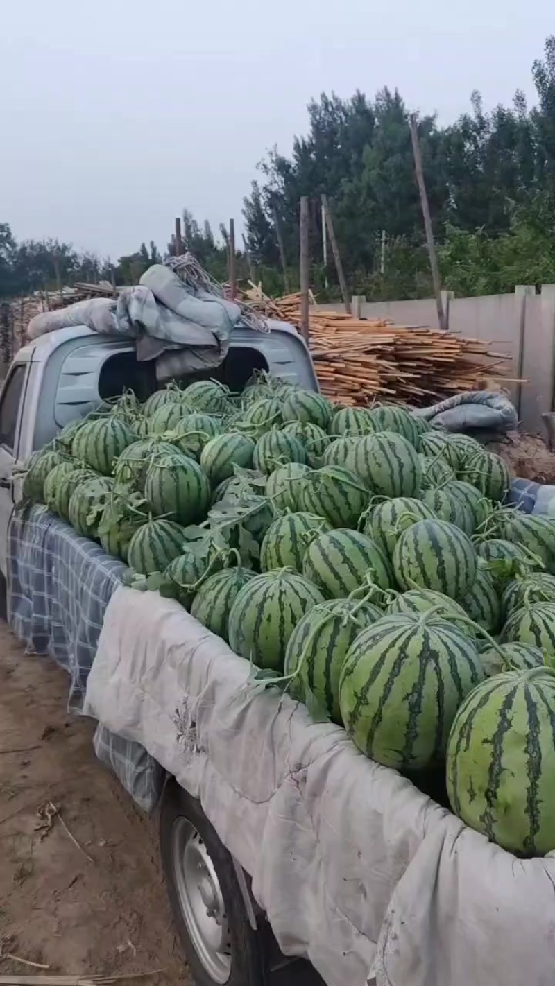 有籽8424麒麟西瓜大量接单