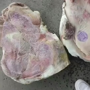 华统大日期肥猪后上肉20公斤3-4片，15吨左右，山东提8+