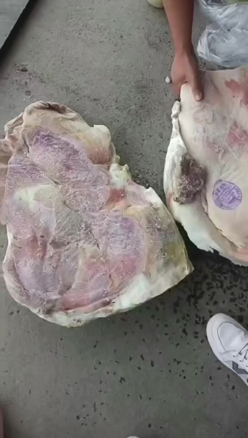 华统大日期肥猪后上肉20公斤3-4片，15吨左右，山东提8+