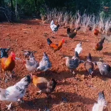 有需要的联系我联系方式***********