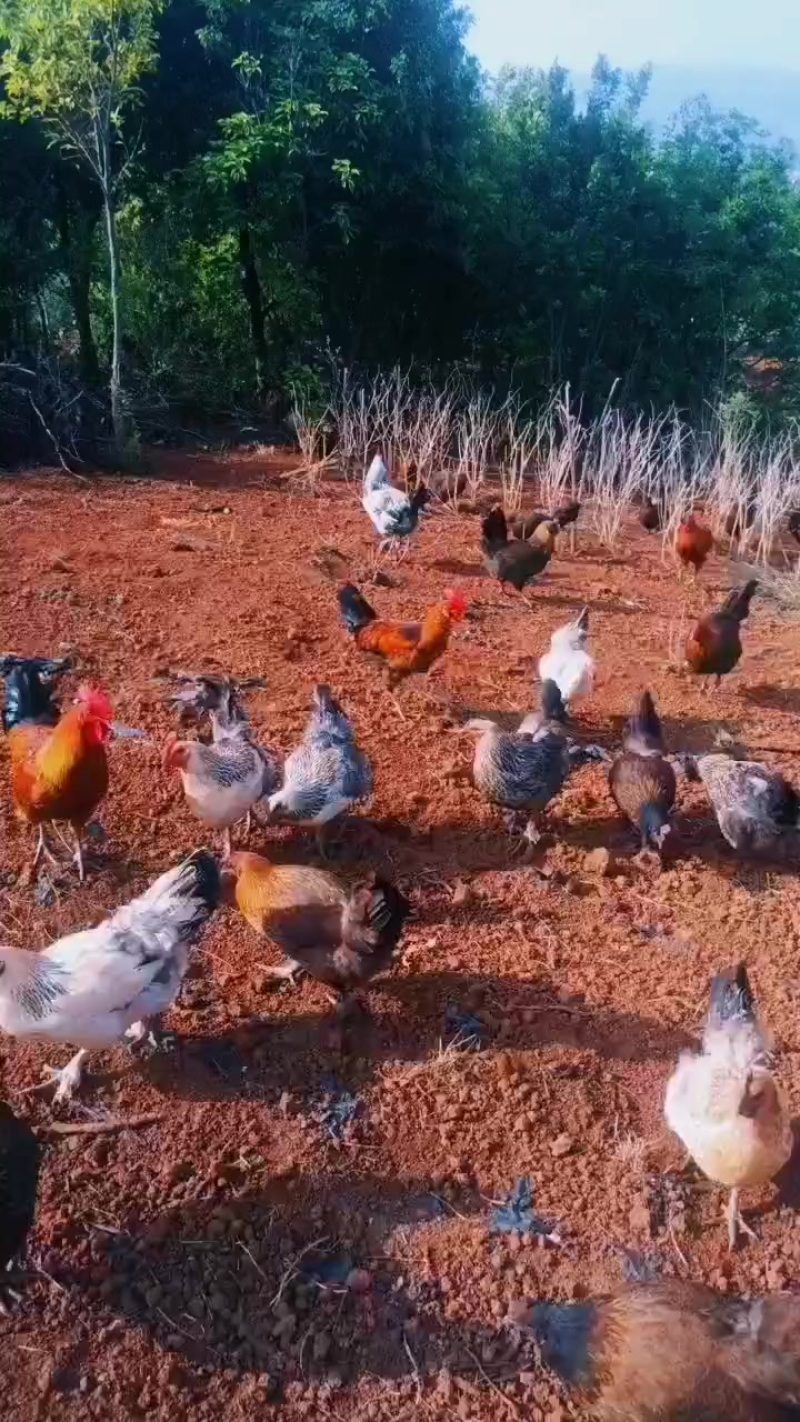 有需要的联系我联系方式***********