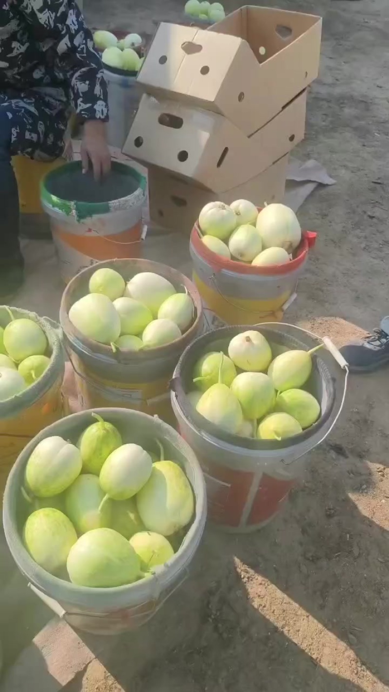 嘎嘎甜！大量香瓜