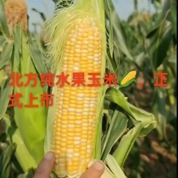 水果玉米