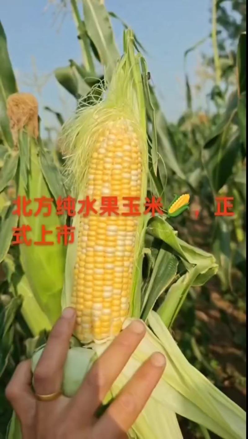 水果玉米