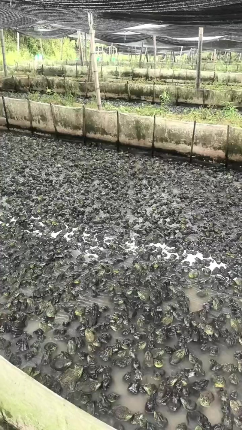 牛蛙