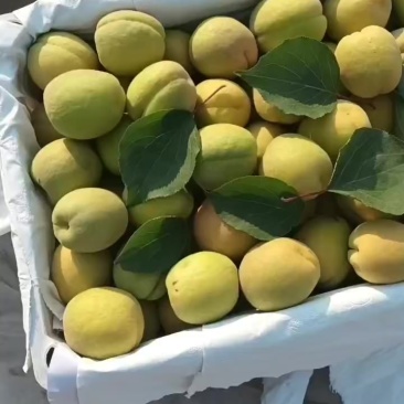 凯特杏