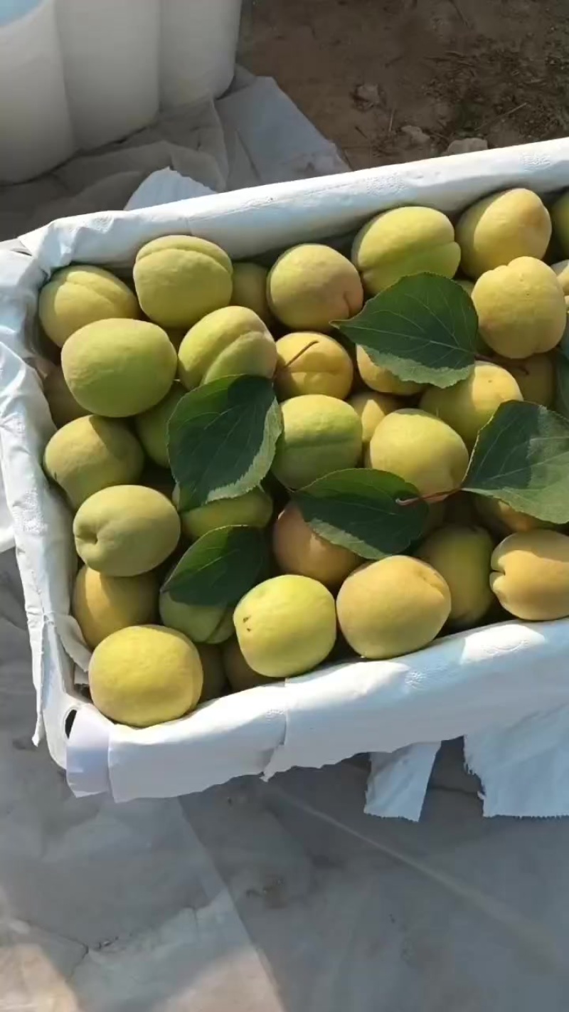 凯特杏